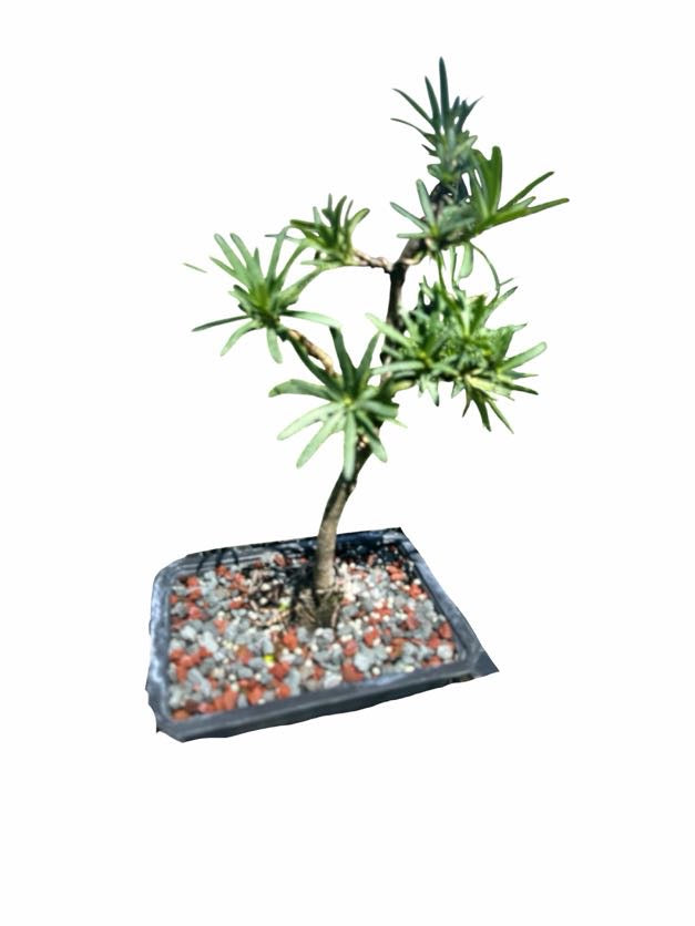 Podocarpus – Maki (Set)