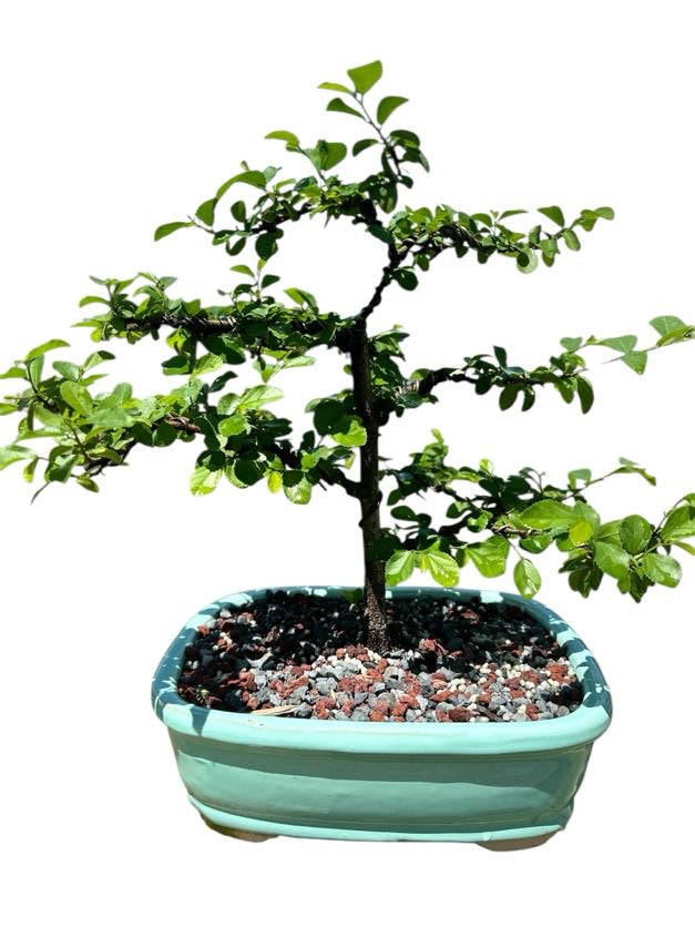 African Star Lavender