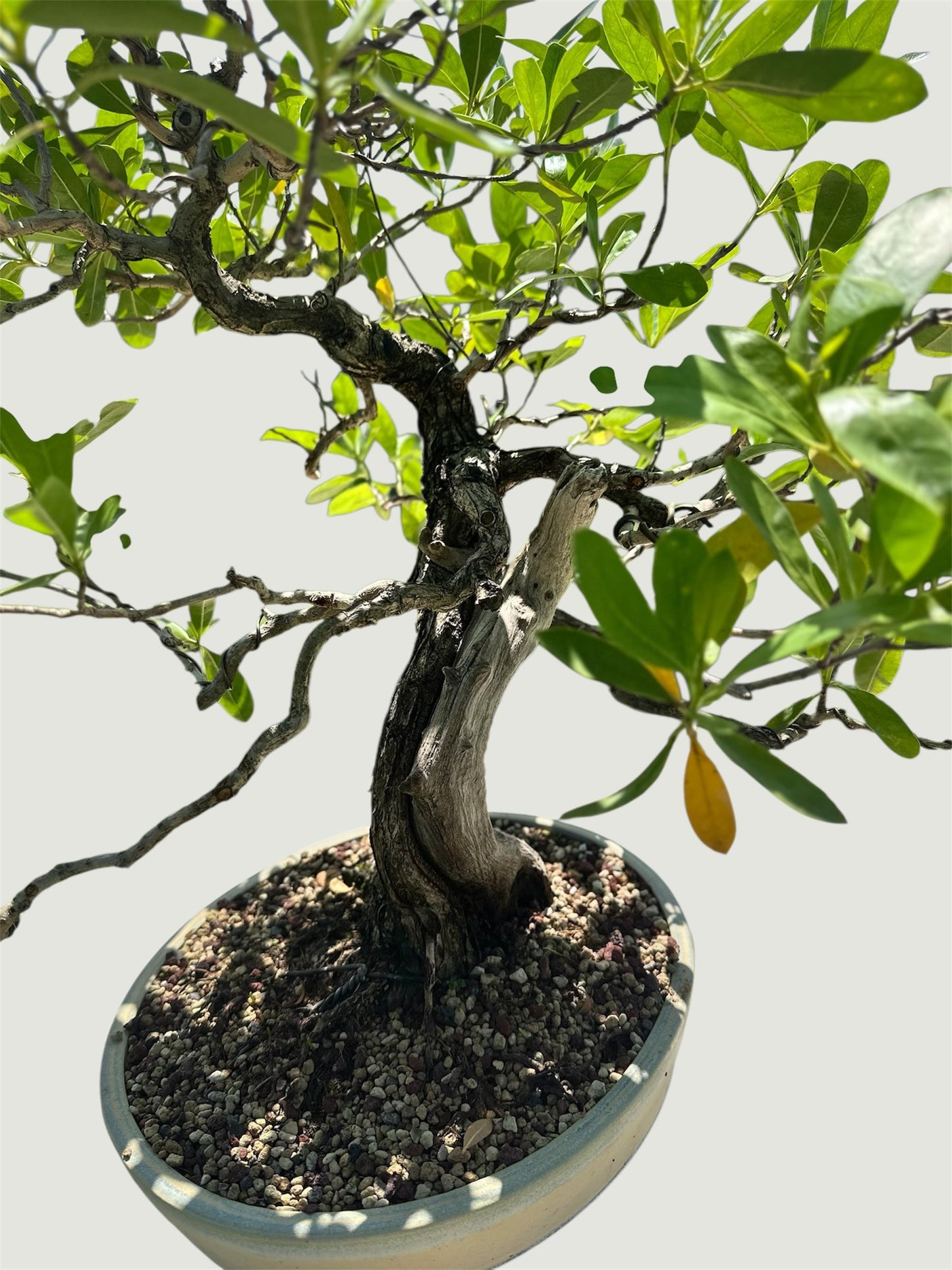 Yamadori Buttonwood