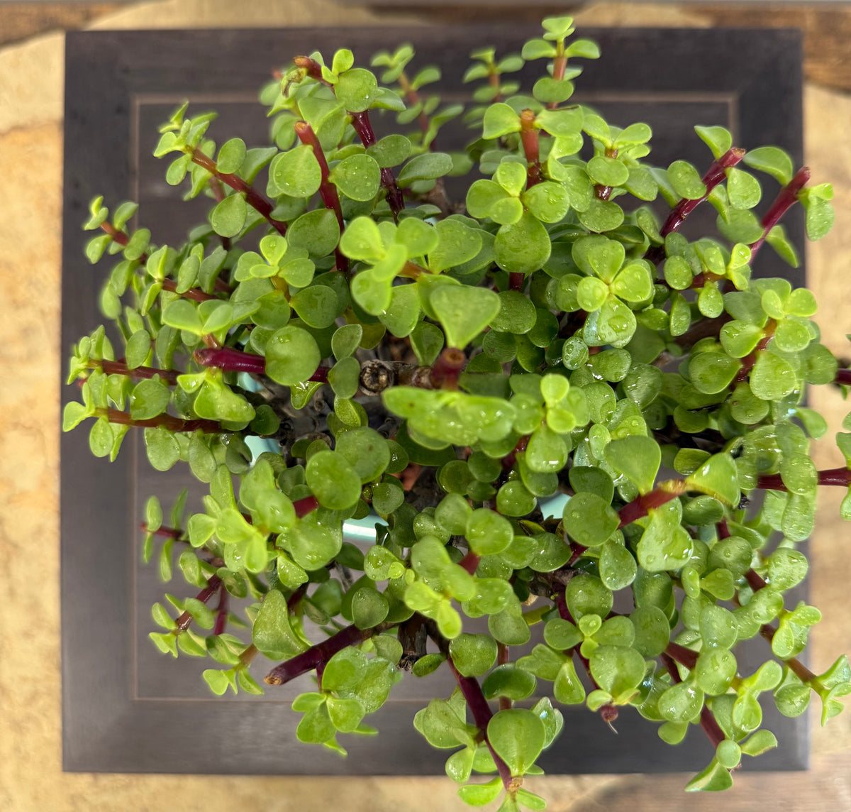 Dwarf Jade