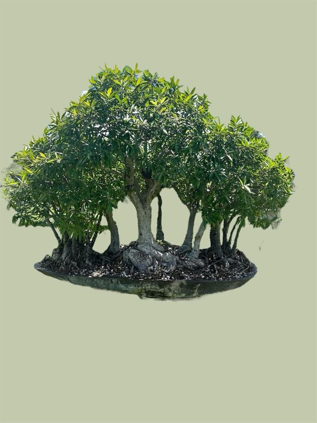 Ficus salicaria – Forest Planting