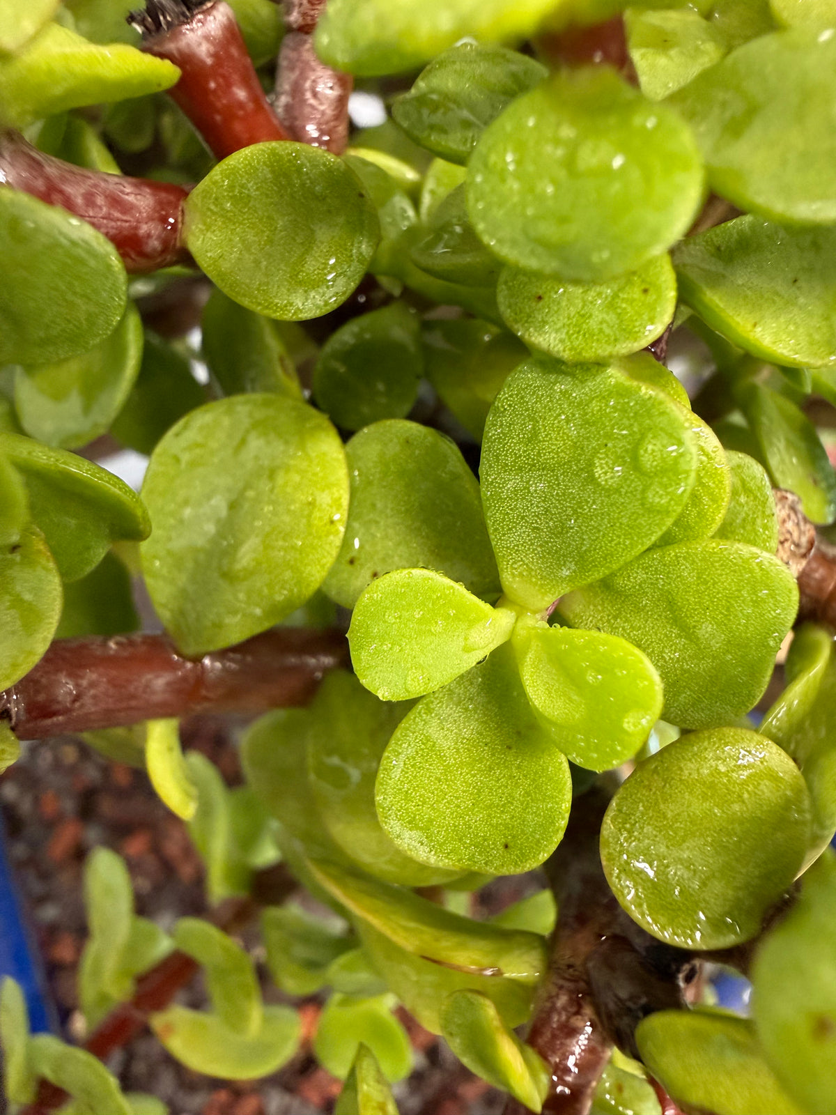 Dwarf Jade