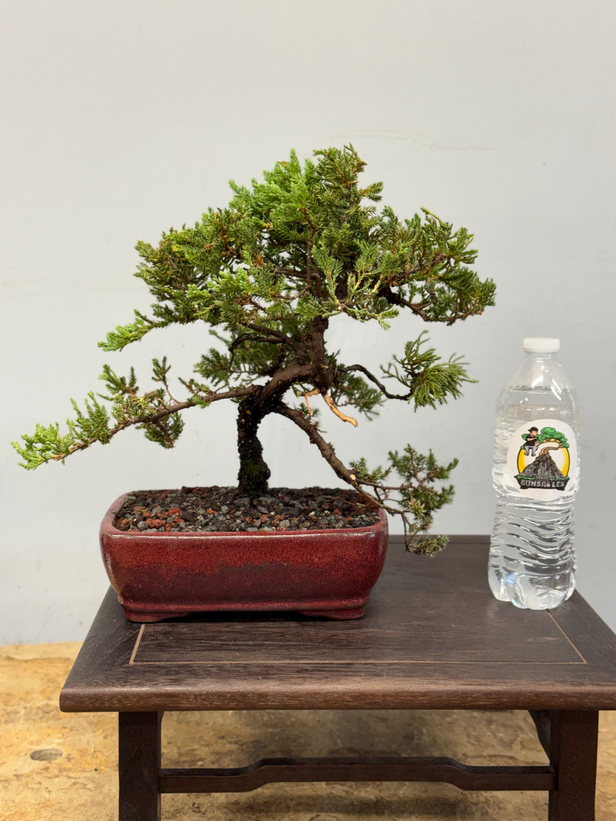 Procumbens Nana Juniper Bonsai – Informal Upright