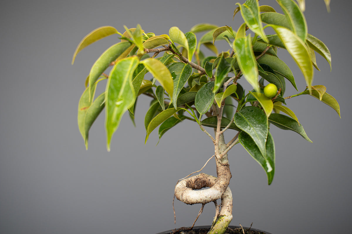 Twisted Oriental Ficus