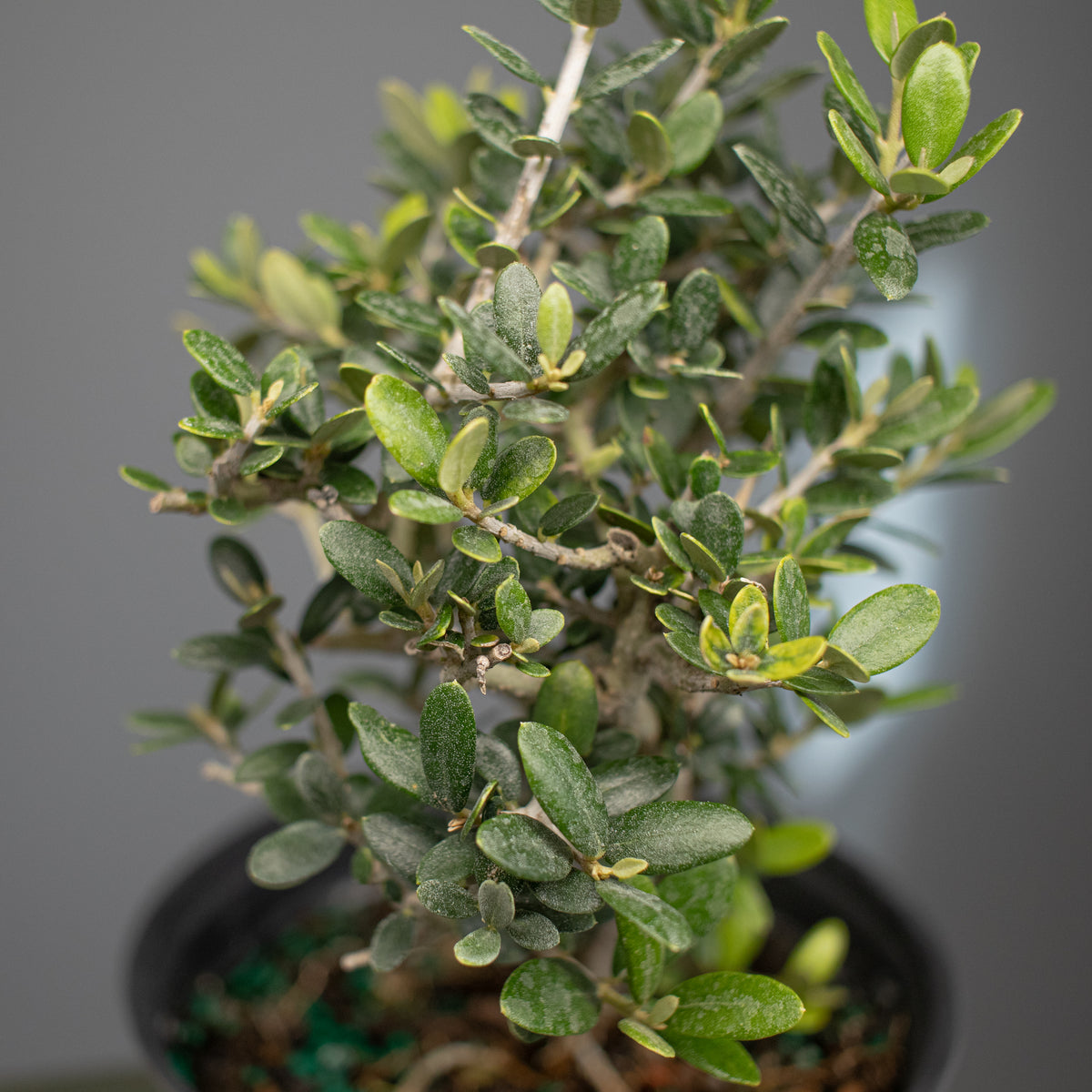 European Olive