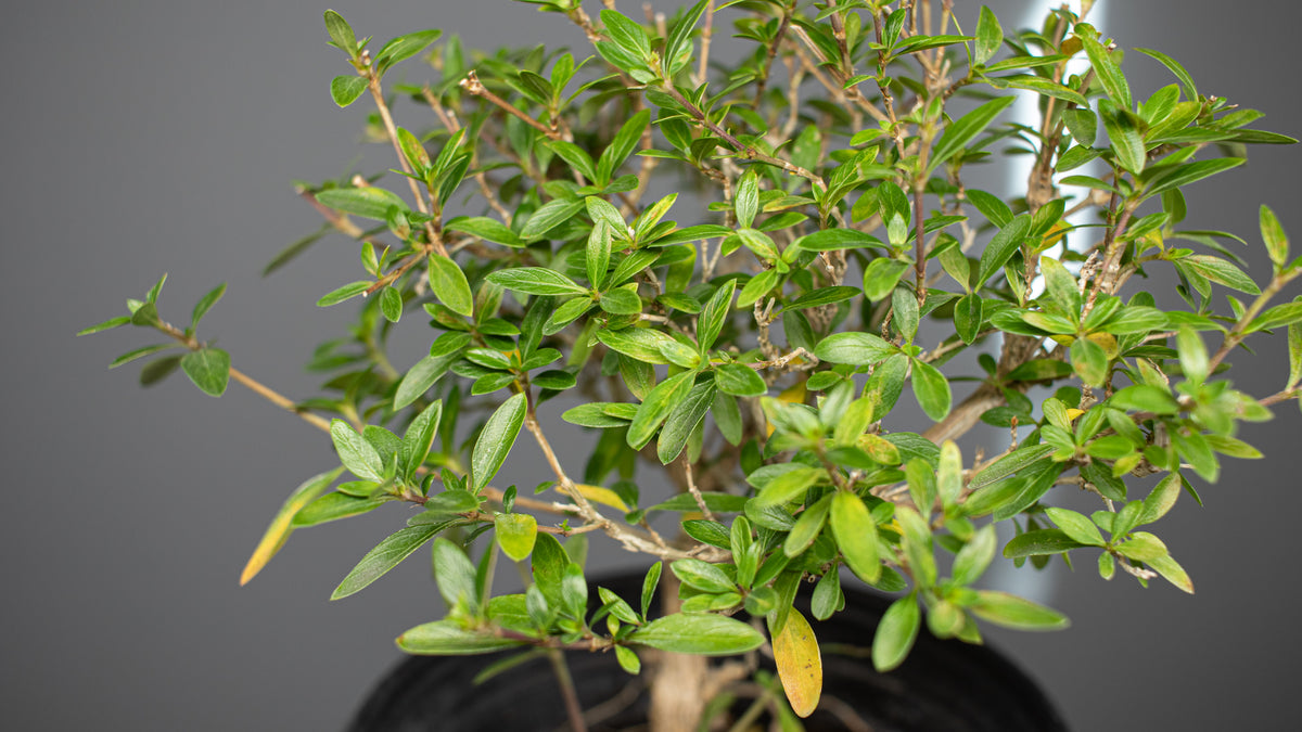 Serissa