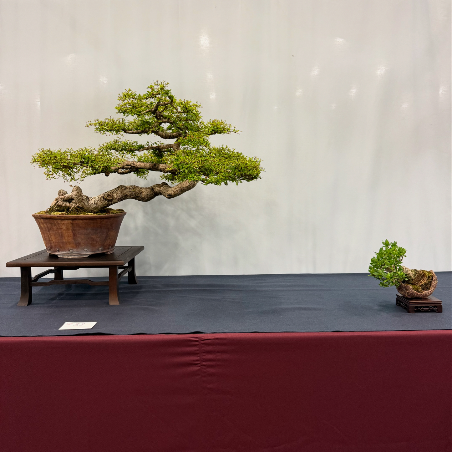 Black Olive — Bucida Spinosa