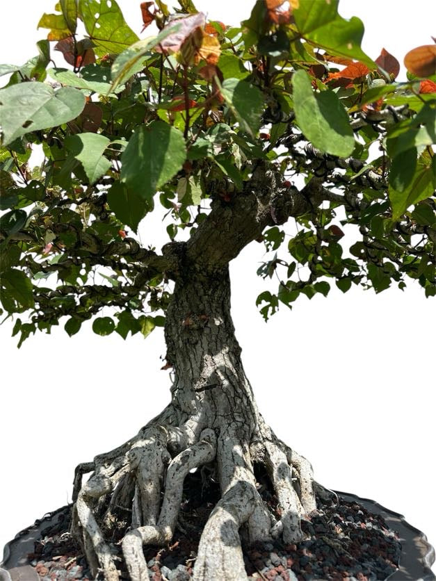 Variegated Sea Hibiscus (Specimen) - Specimen Bonsai