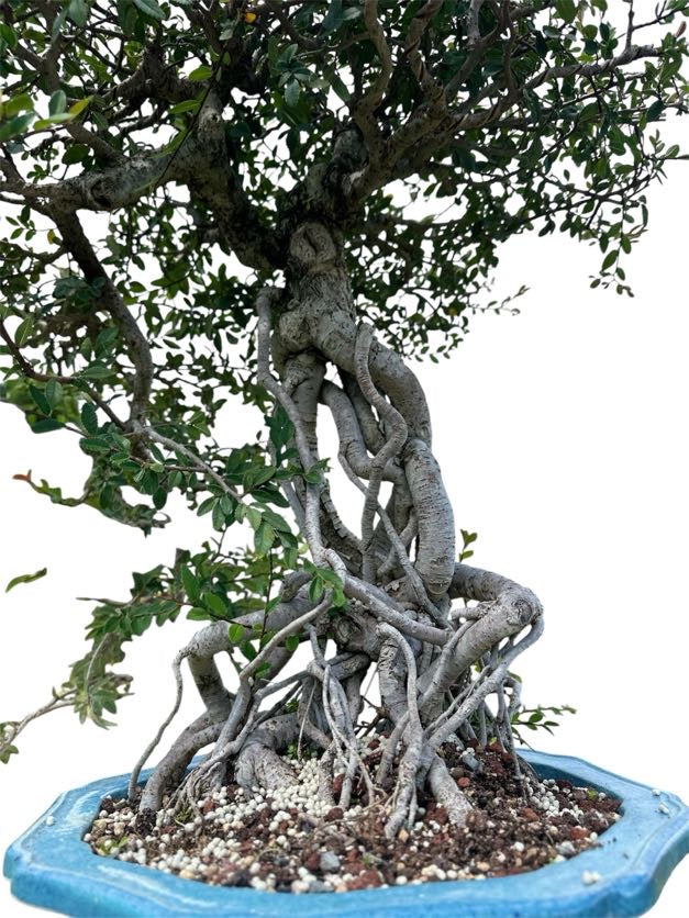 Chinese Elm (Specimen) - Specimen Bonsai