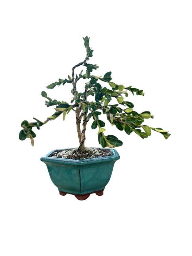 Styled Japanese Boxwood — Green Hexagon Pot