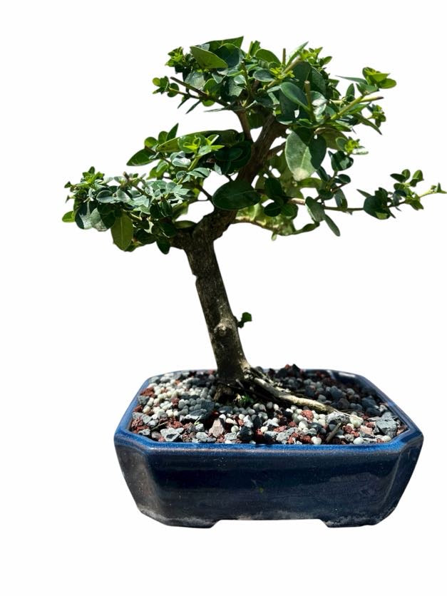 Premna (8–10") – B