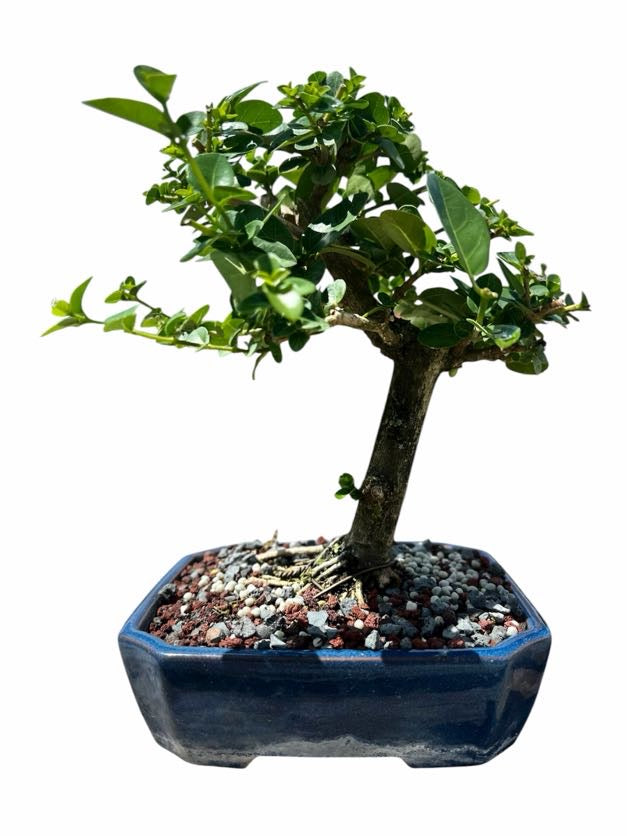 Premna (8–10") – B