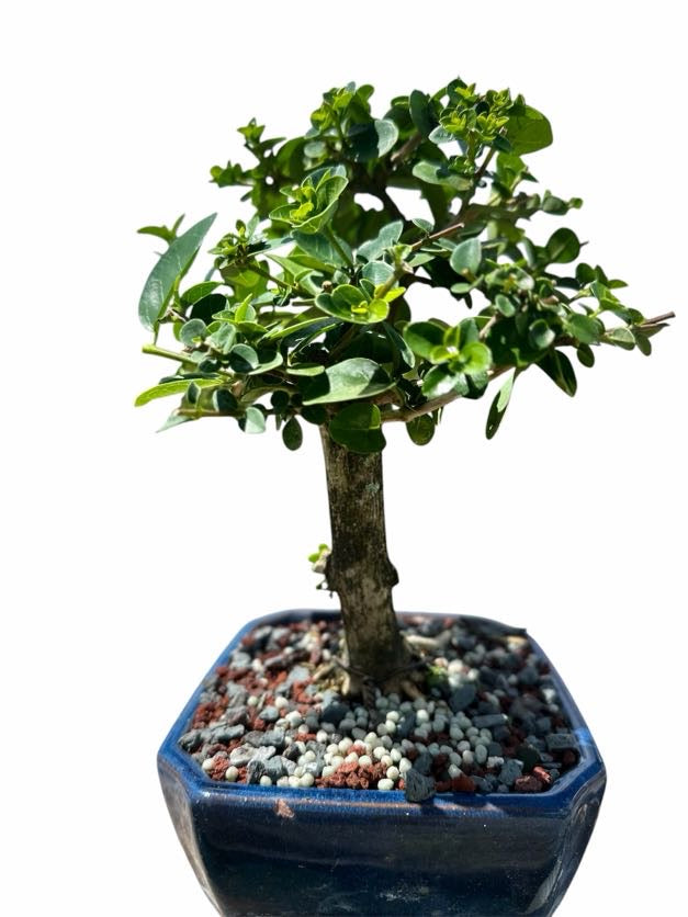 Premna (8–10") – B