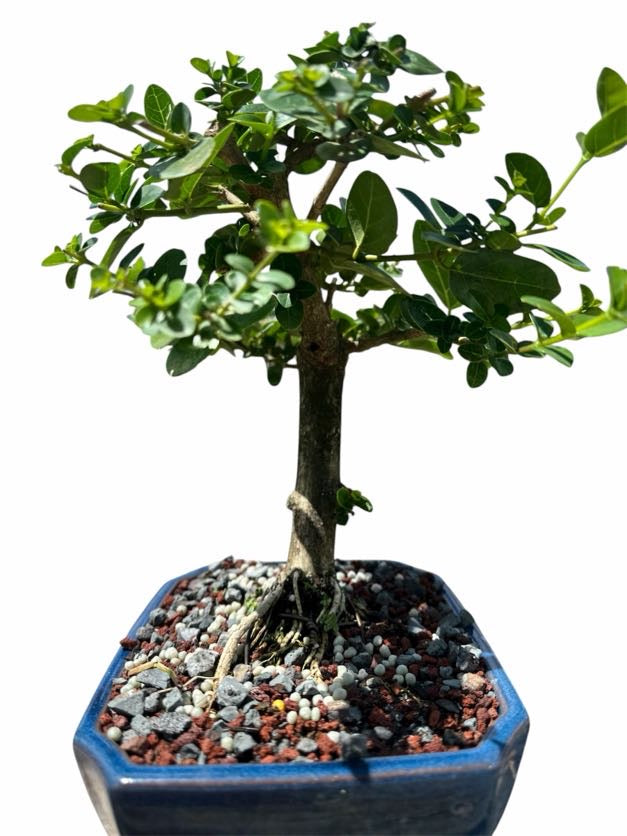 Premna (8–10") – B