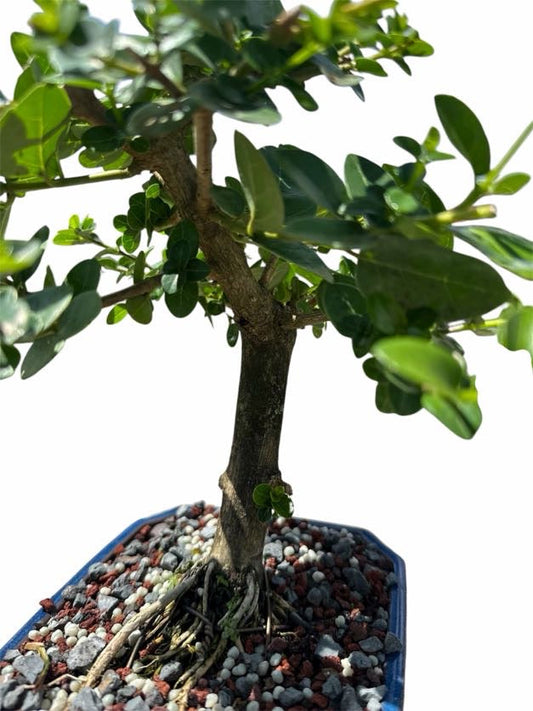 Premna (8–10") – B