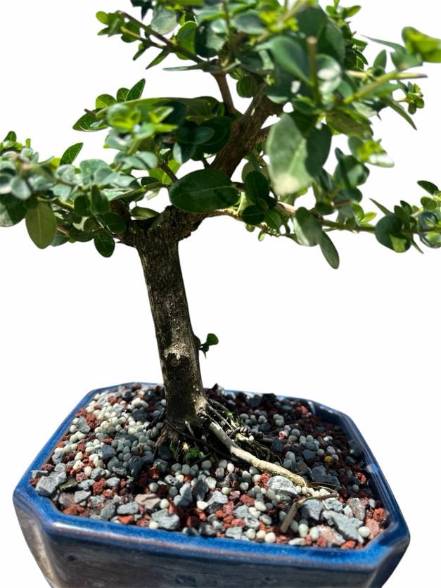 Premna (8–10") – B