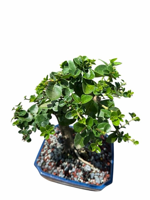 Premna (8–10") – B