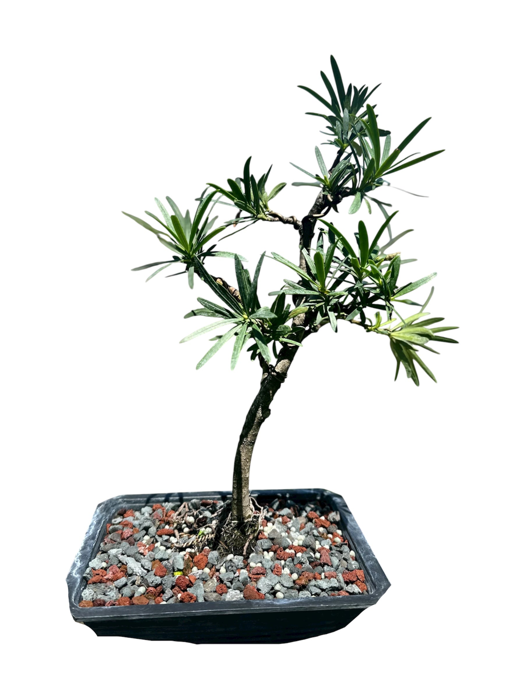 Podocarpus – Maki (Set)