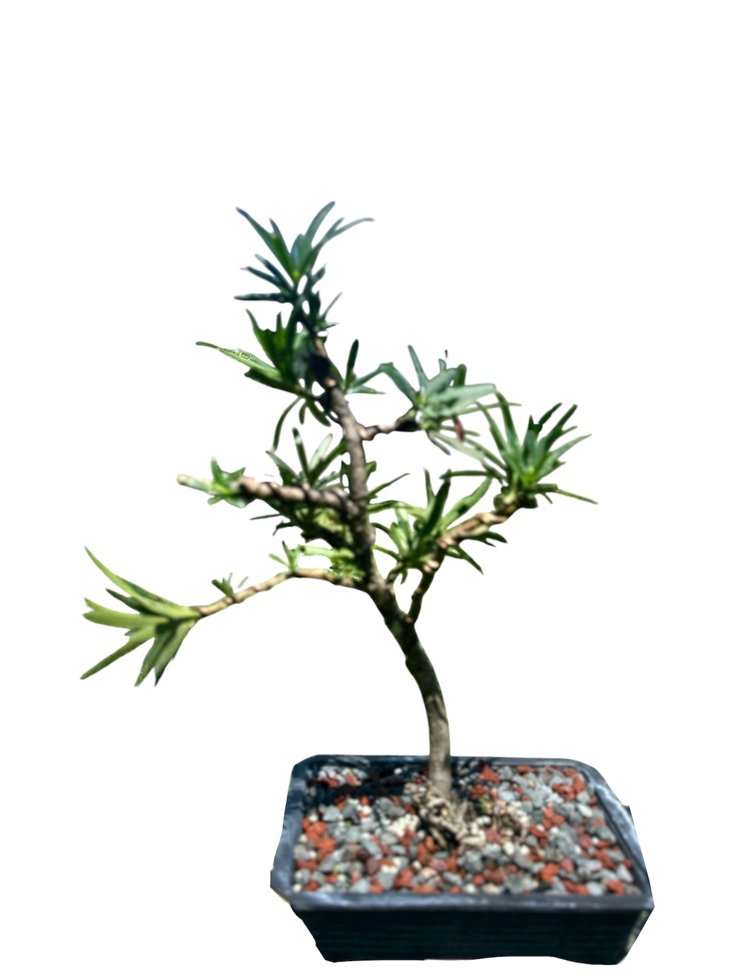 Podocarpus – Maki (Set)