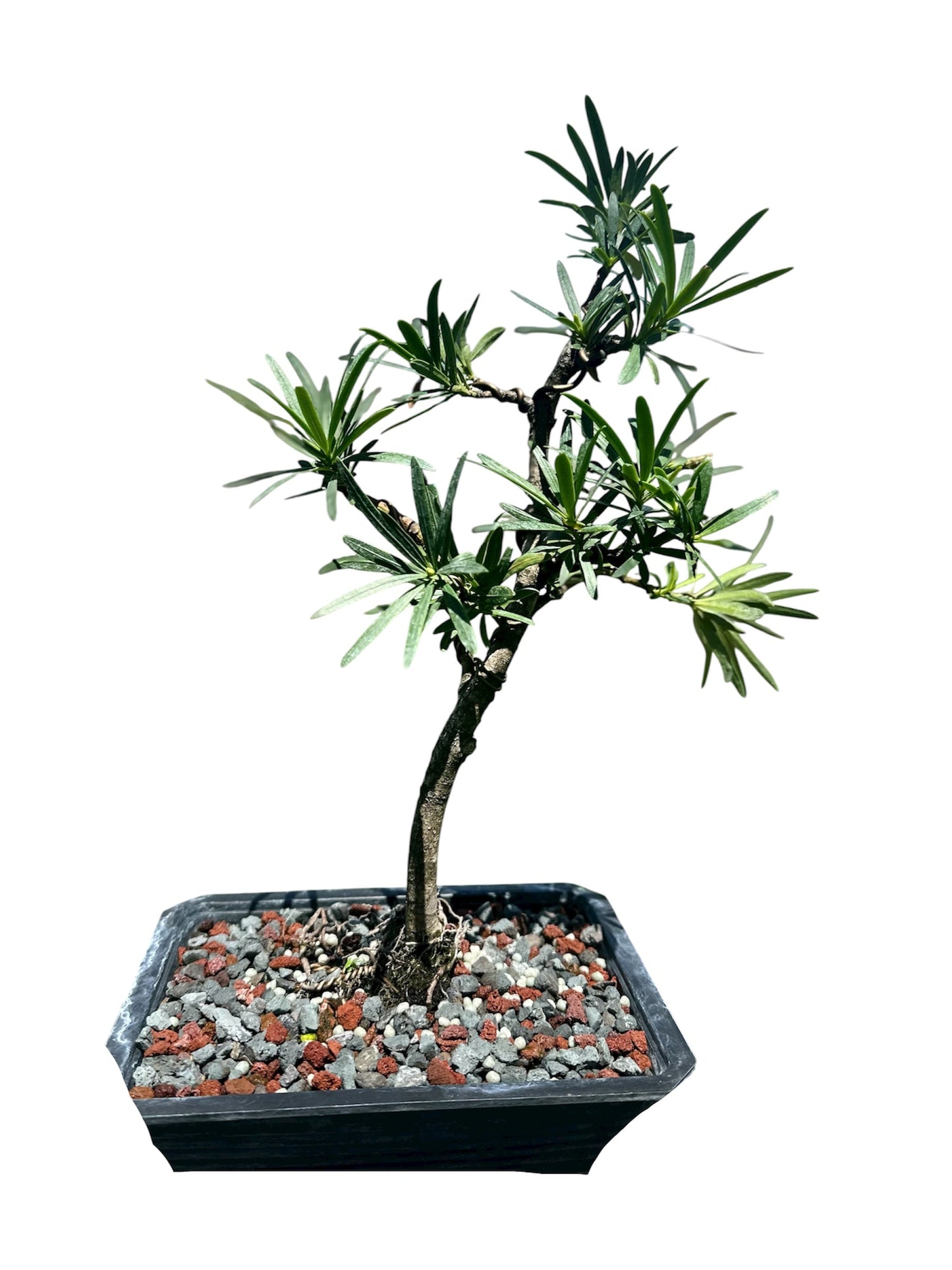 Podocarpus – Maki (Set)