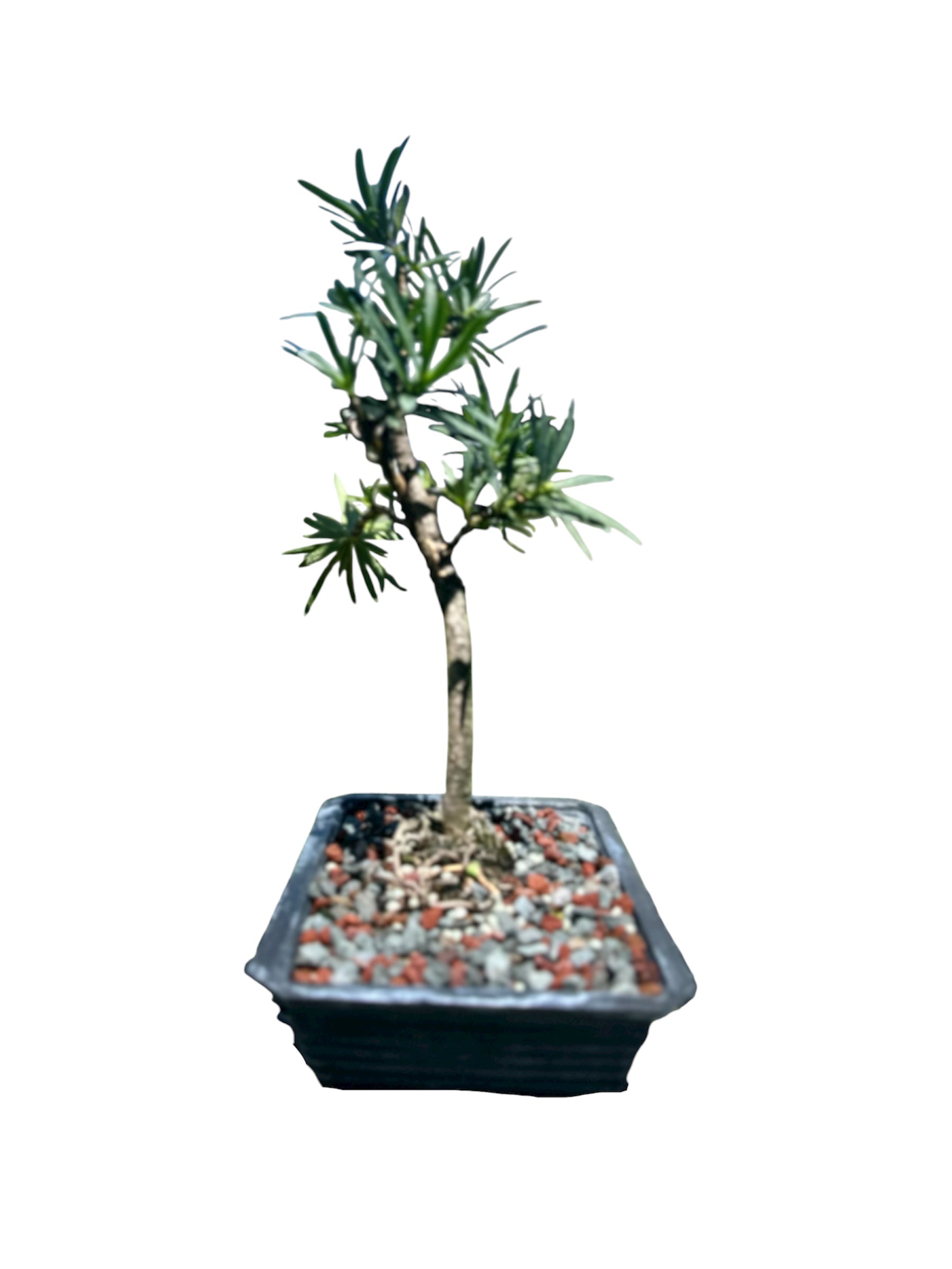 Podocarpus – Maki (Set)