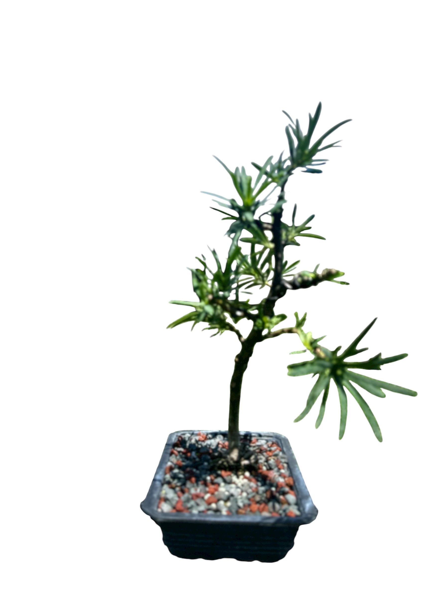 Podocarpus – Maki (Set)