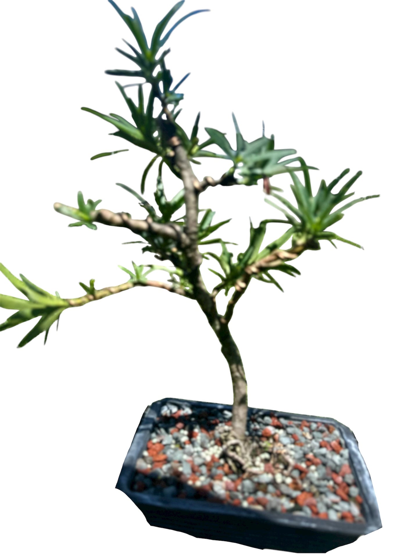 Podocarpus – Maki (Set)