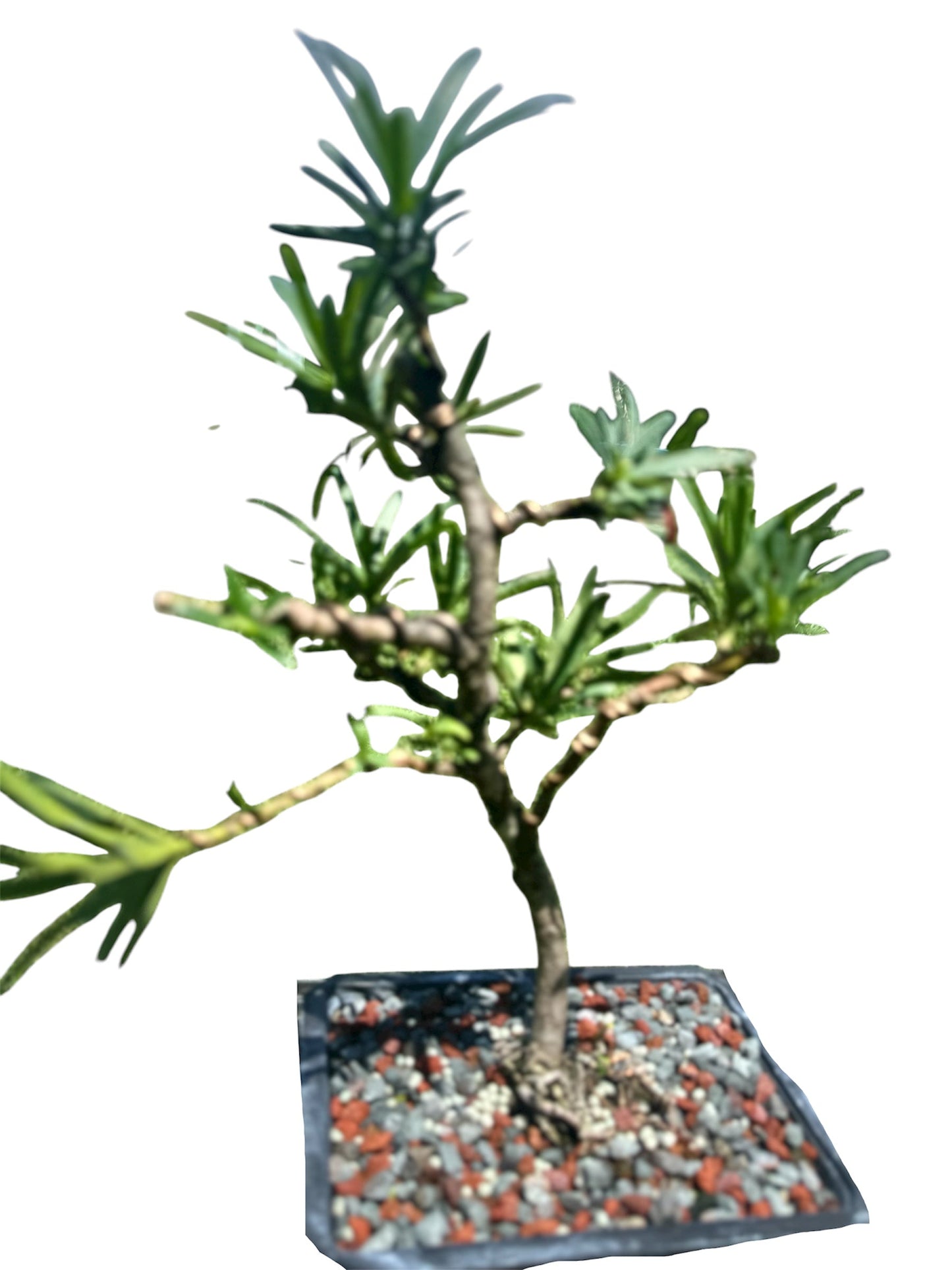 Podocarpus – Maki (Set)