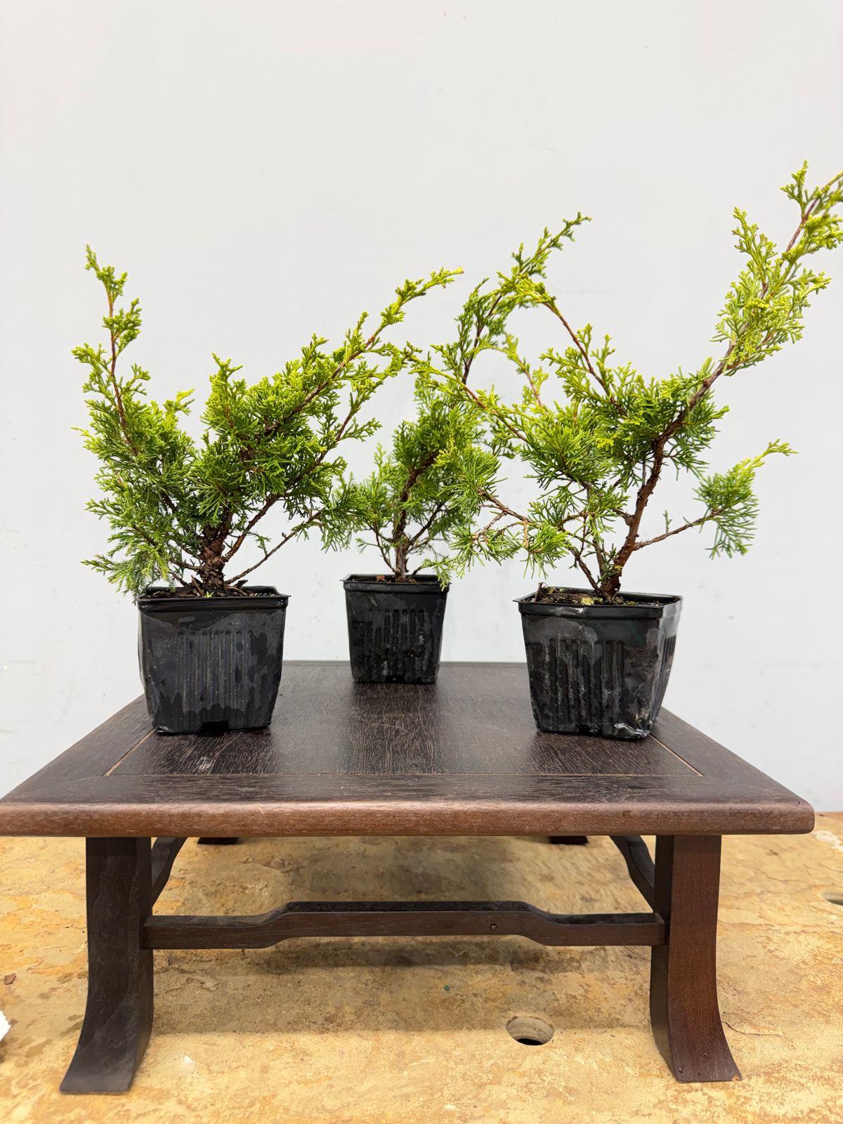 Shimpaku - 3 Tree Bundle