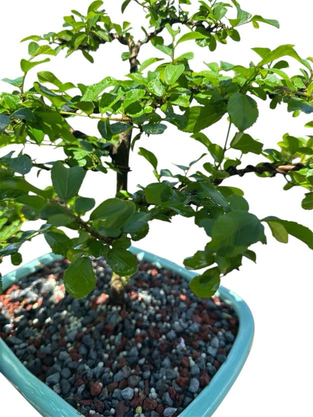 African Star Lavender