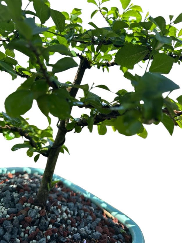 African Star Lavender