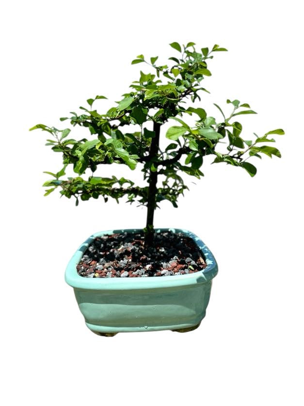 African Star Lavender