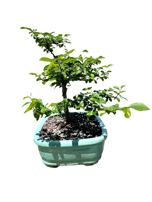 African Star Lavender