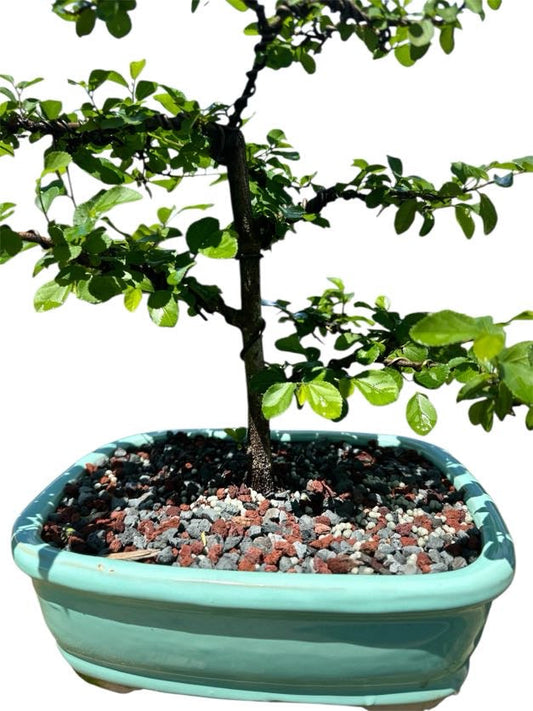 African Star Lavender