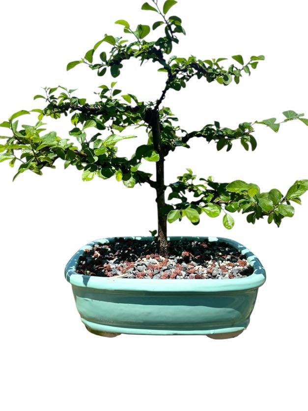 African Star Lavender