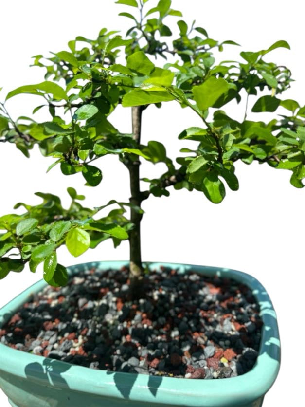 African Star Lavender