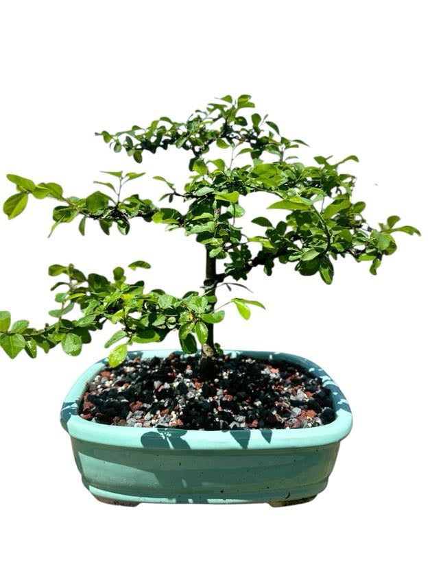 African Star Lavender