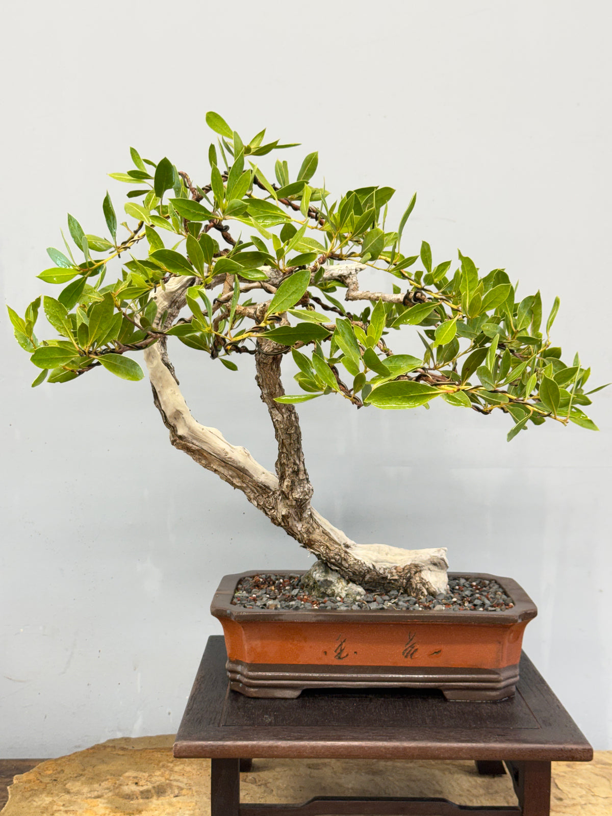 Buttonwood