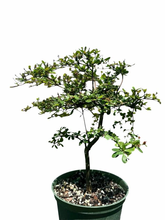 Black Olive – Shady Lady