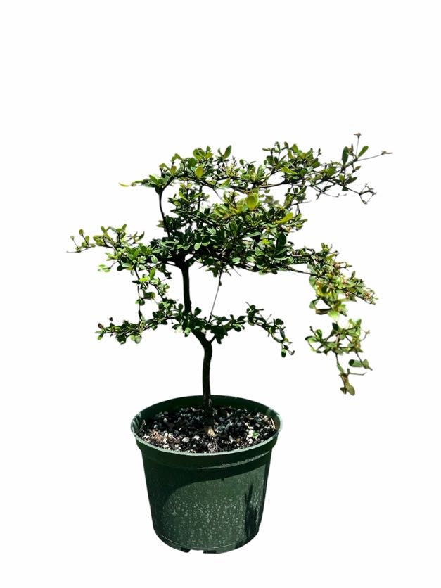 Black Olive – Shady Lady