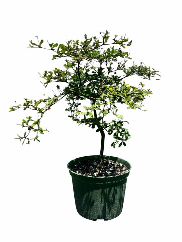 Black Olive – Shady Lady