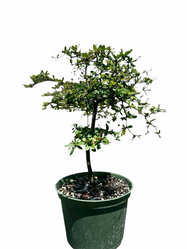 Black Olive – Shady Lady