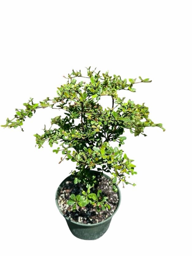 Black Olive – Shady Lady