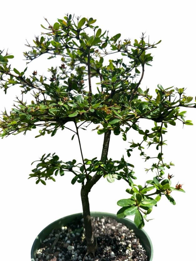 Black Olive – Shady Lady