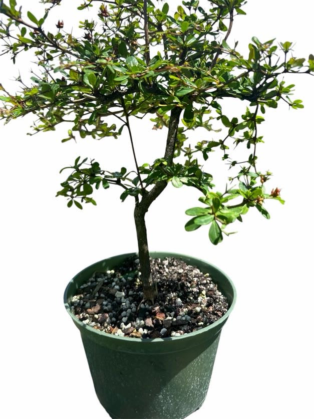 Black Olive – Shady Lady