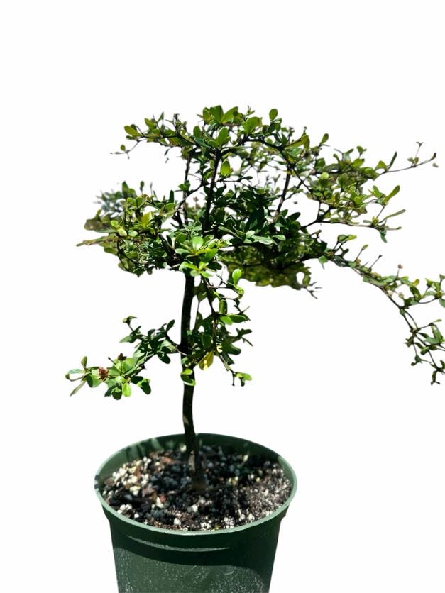 Black Olive – Shady Lady