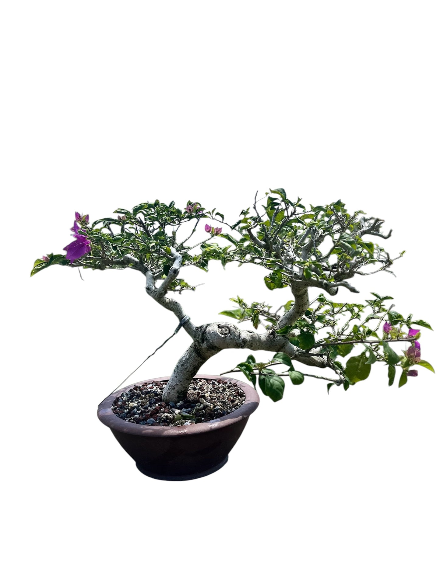 Bougainvillea Taiwanese