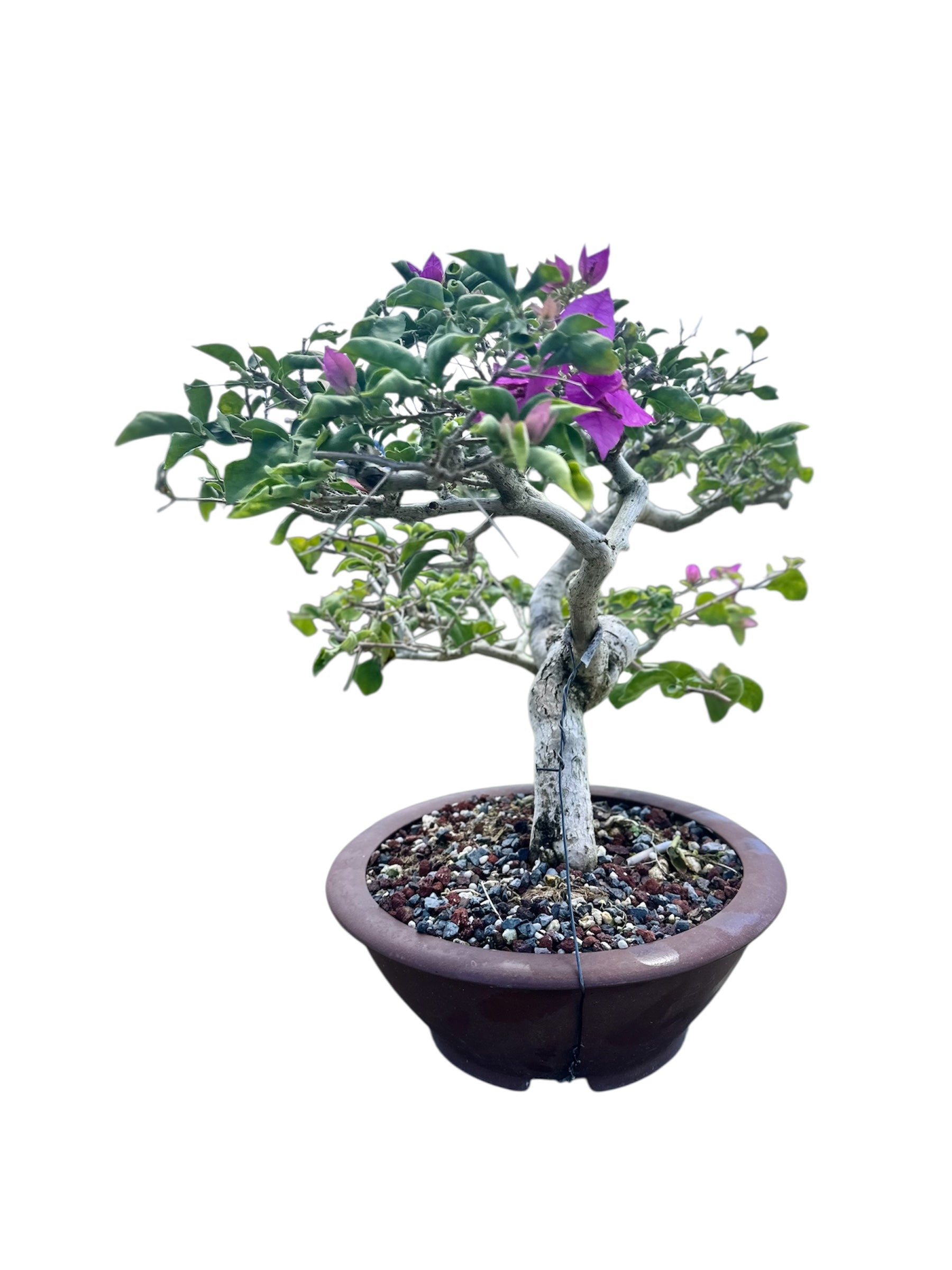 Bougainvillea Taiwanese