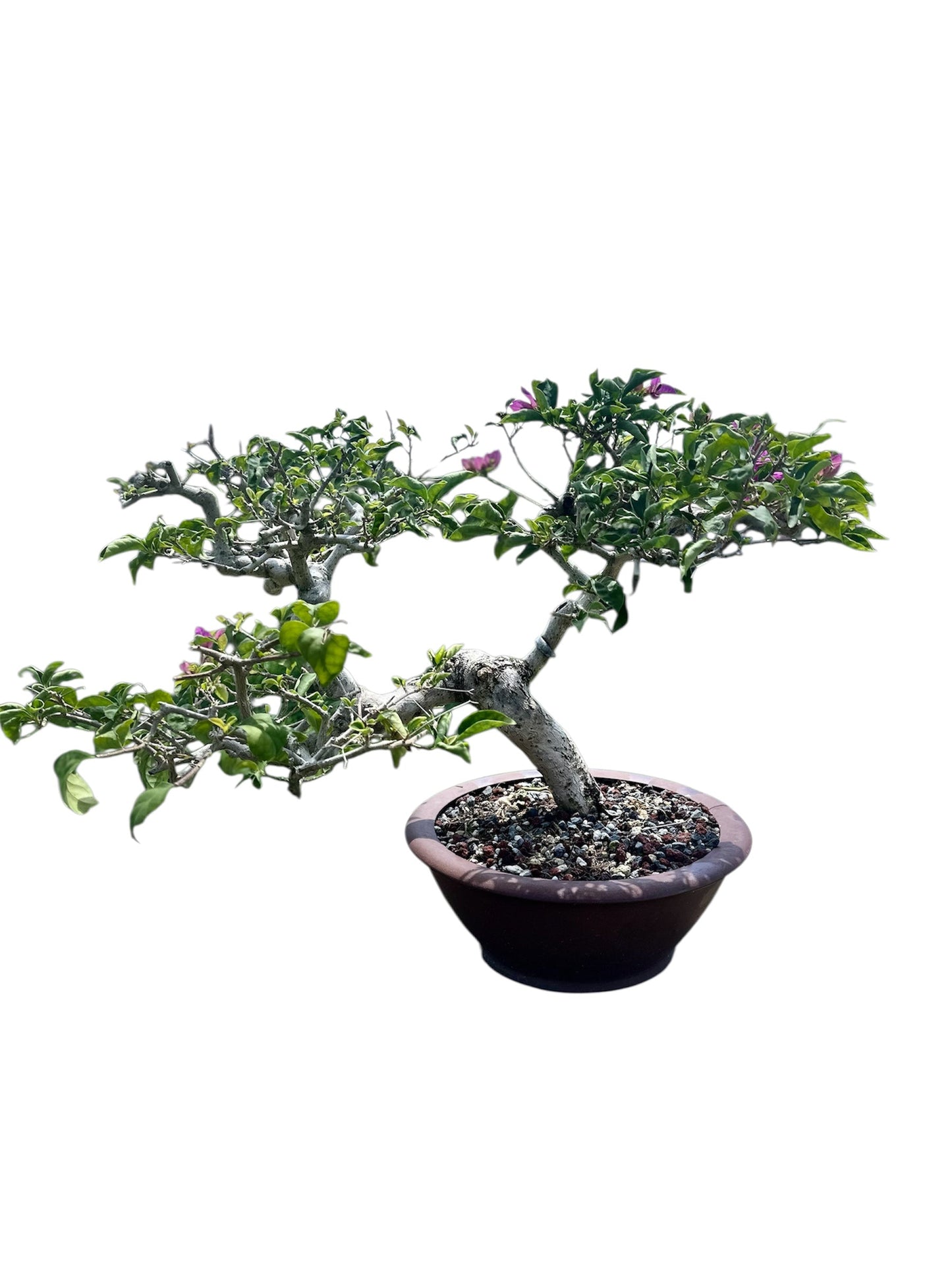 Bougainvillea Taiwanese