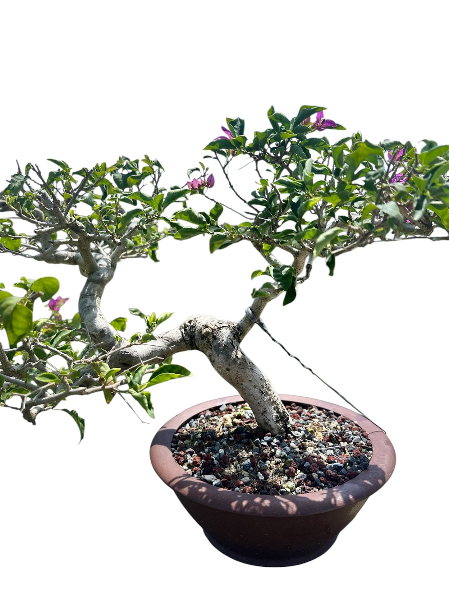 Bougainvillea Taiwanese